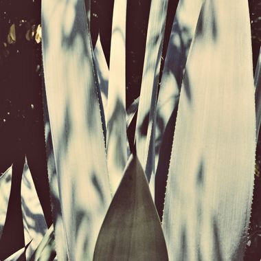 Agave Soundscape